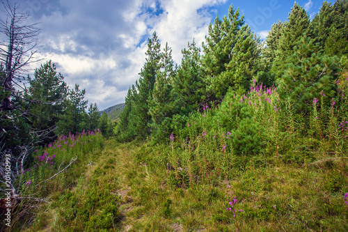 Fields of Chamerion Angustifolium  known as Fireweed  in the mountains of Montenegro
