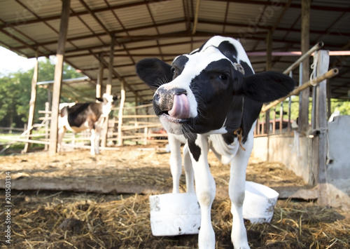a little cow with funny face 
