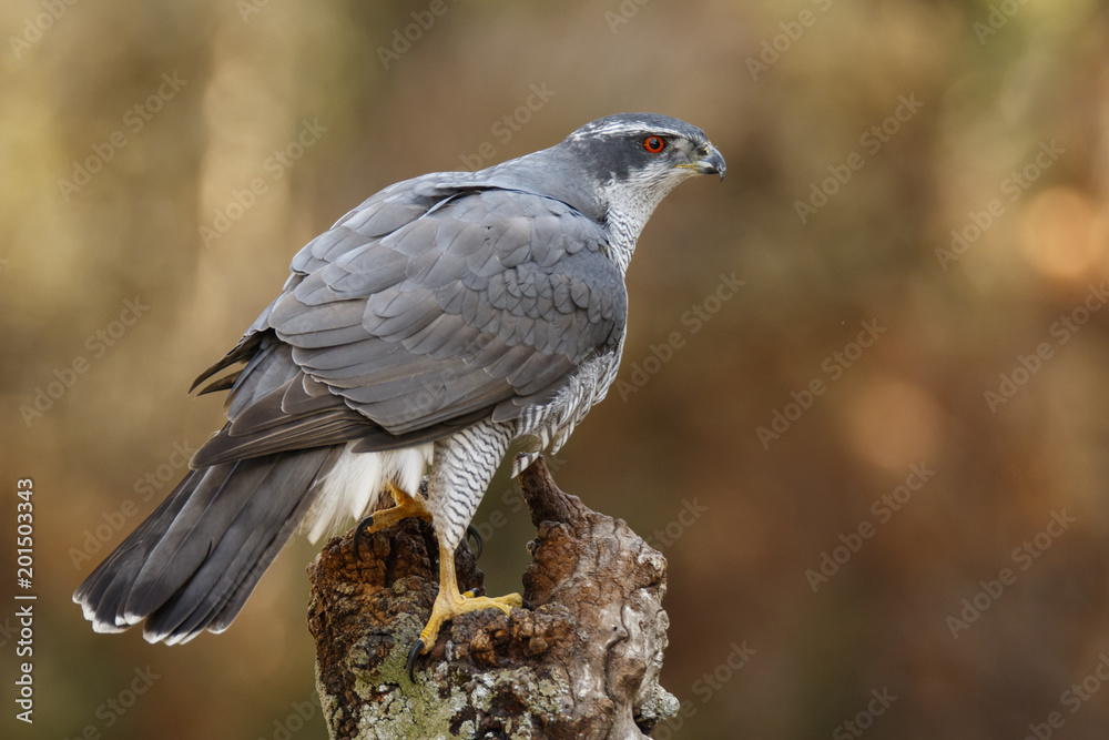 Fototapeta premium Northern Goshawk