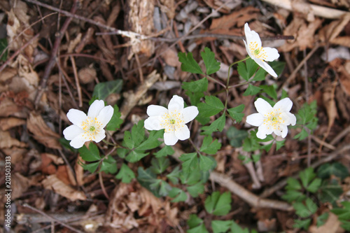 Small white wild flowers in the forest