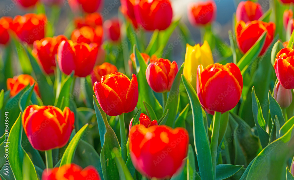 Fototapeta premium Tulips in a field in sunlight in spring