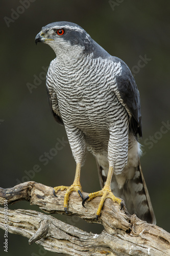 Northern Goshawk
