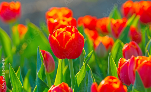 Tulips in a field in sunlight in spring
