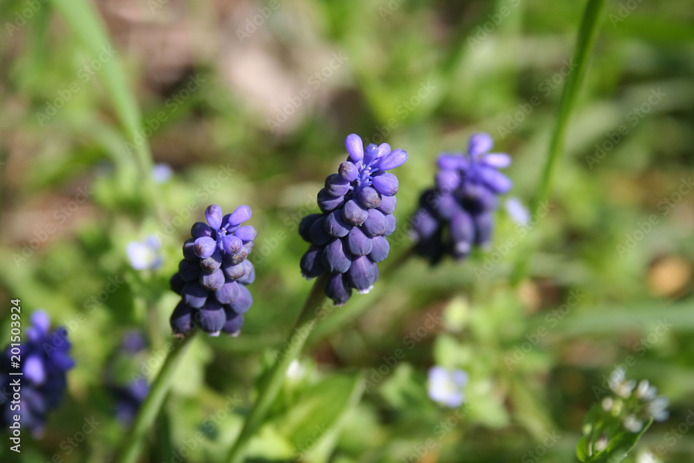 Blue Muscari flowers in the meadow. Springtime background on selective focus Blue Muscari flowers in the meadow. Springtime background on selective focus