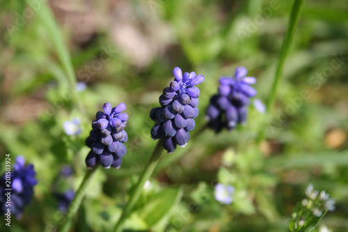 Blue Muscari flowers in the meadow. Springtime background on selective focus