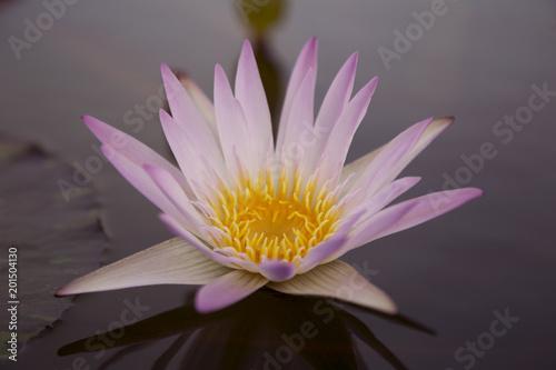 beautiful lotus flower in the water.