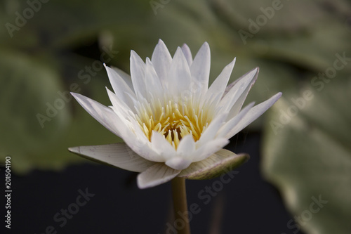 beautiful lotus flower in the water.