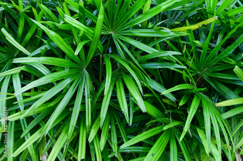 tropical leaf texture   palm foliage nature green background