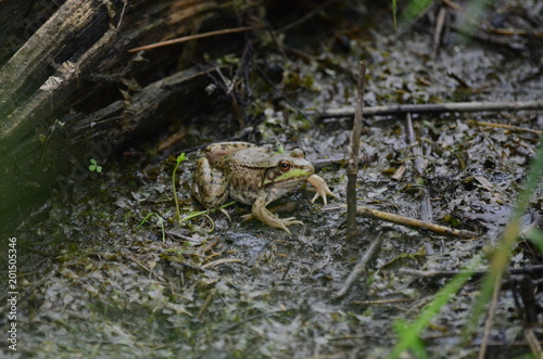 Green frog, male, © Bob