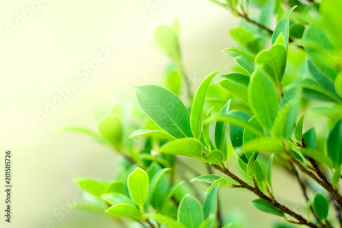 Close up nature Leaves Background, green leaf on blurred background in garden with copy space, fresh wallpaper concept.