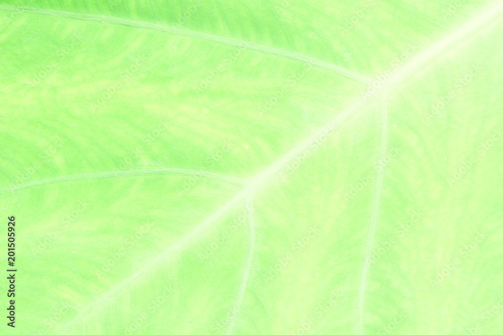 Close up nature Leaves Background, green leaf on blurred background in garden with copy space, fresh wallpaper concept. Close up nature Leaves Background, green leaf on blurred background in garden with copy space, fresh wallpaper concept.