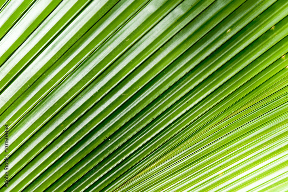 Close up nature Leaves Background, green leaf on blurred background in garden with copy space, fresh wallpaper concept. Close up nature Leaves Background, green leaf on blurred background in garden with copy space, fresh wallpaper concept.