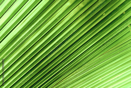 Close up nature Leaves Background, green leaf on blurred background in garden with copy space, fresh wallpaper concept. © PhatCha
