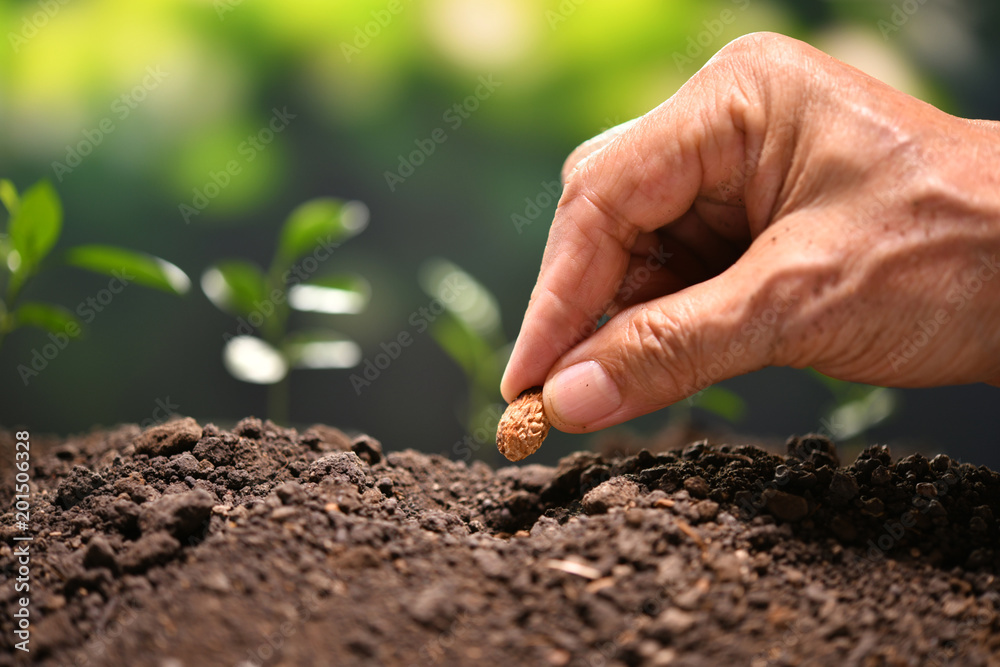 Farmer's hand planting a seed in soil Farmer's hand planting a seed in soil
