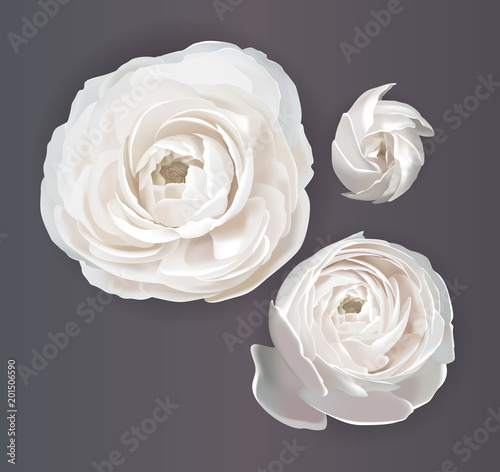 Obraz na płótnie Ranunculus, flowers for your design
