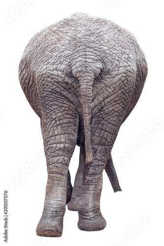 isolated elephant's ass
