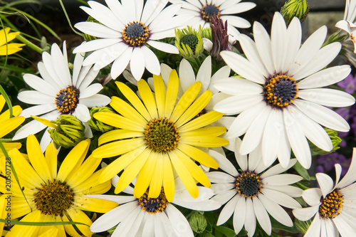 background of colorful yellow and white daisy flowers