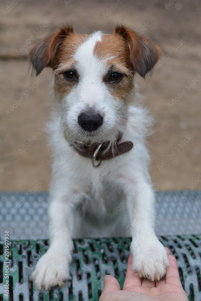 JACK RUSSELL DOG GIVING PAW OWNER JACK RUSSELL DOG GIVING PAW OWNER