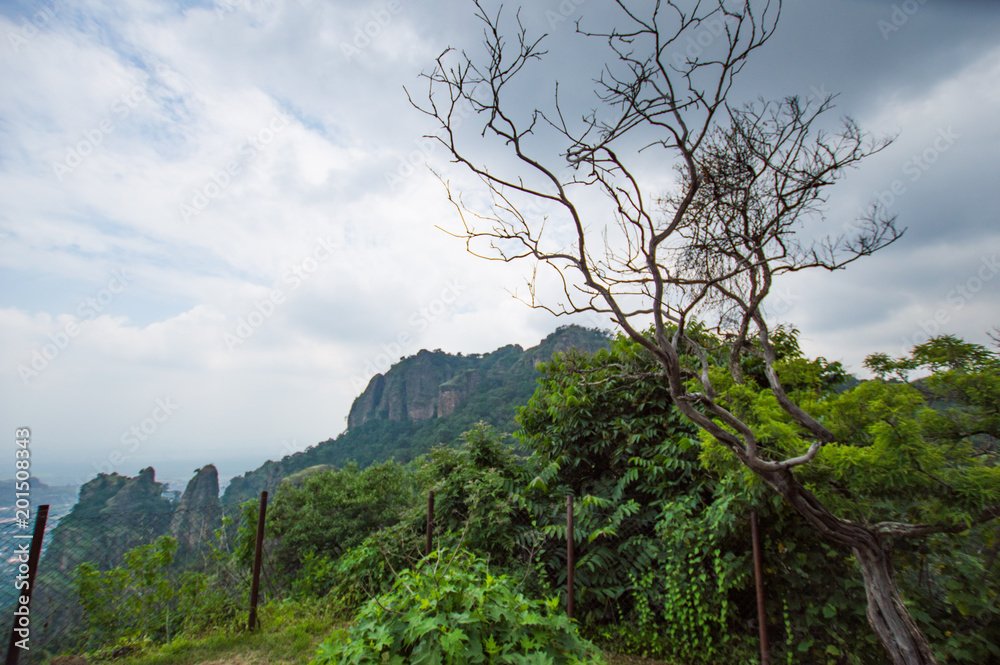 Obraz premium A Tree at Tepoztecatl