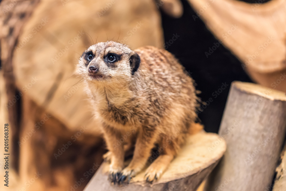 Fototapeta premium live meerkat (suricate)