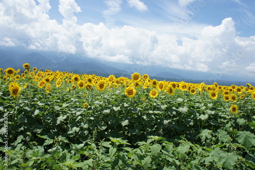 ひまわり畑