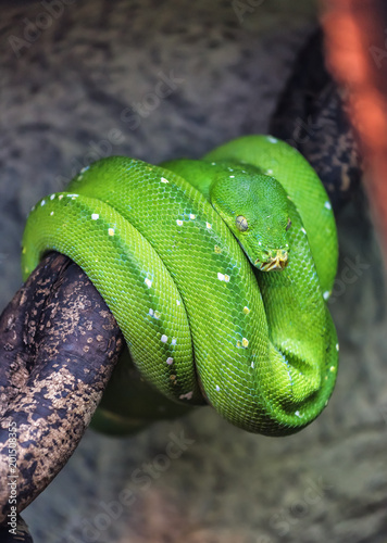 live green python