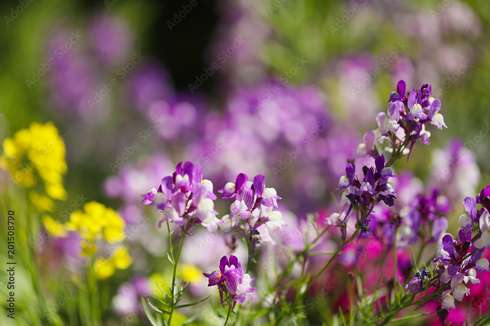 Obraz premium 花壇の花