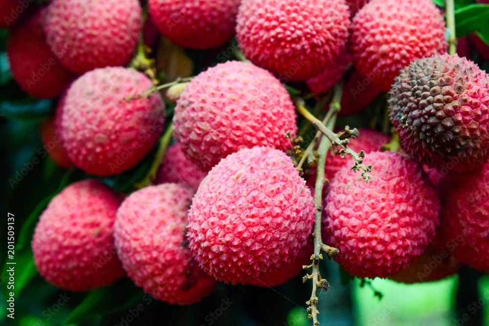 Lychee on tree ,fruit Asia Thailand Lychee on tree ,fruit Asia Thailand