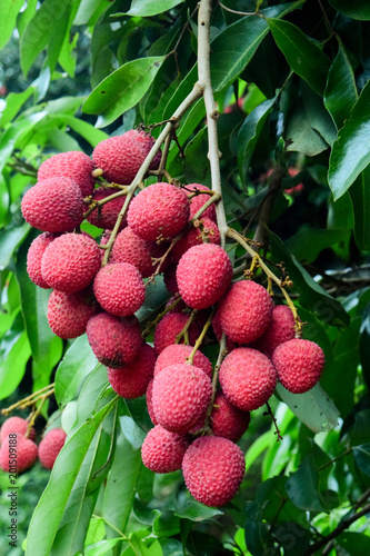 Lychee on tree ,fruit Asia Thailand