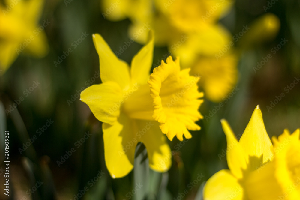Yellow daffodils on a background of green twigs close up Yellow daffodils on a background of green twigs close up