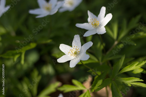 White anemones on a background of green branches closeup