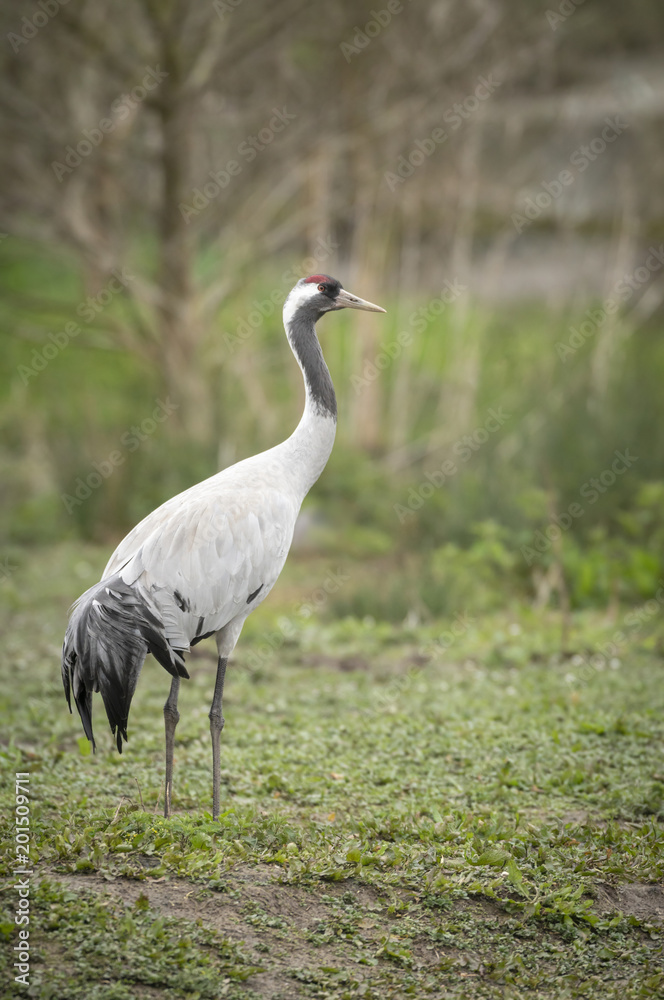 Obraz premium Common Crane