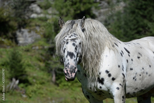 Fototapeta Naklejka Na Ścianę i Meble -  big boss, spotted draft horse in the sun, detail