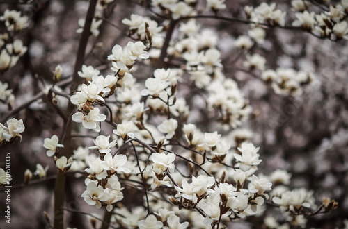 A flower of a white magnolia. 