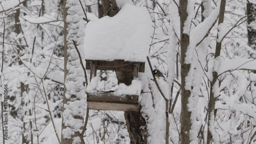Great Tits At Feeder In Snowfall Winter Forest Great Tits At Feeder In Snowfall Winter Forest