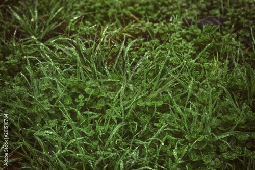 Water drops on fresh artistc grass background. Green grass background