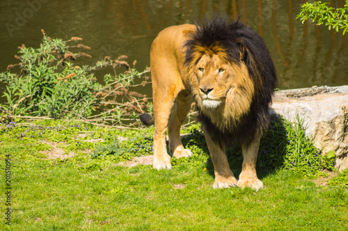 Fototapeta Naklejka Na Ścianę i Meble -  Beautiful lion in front of a pond