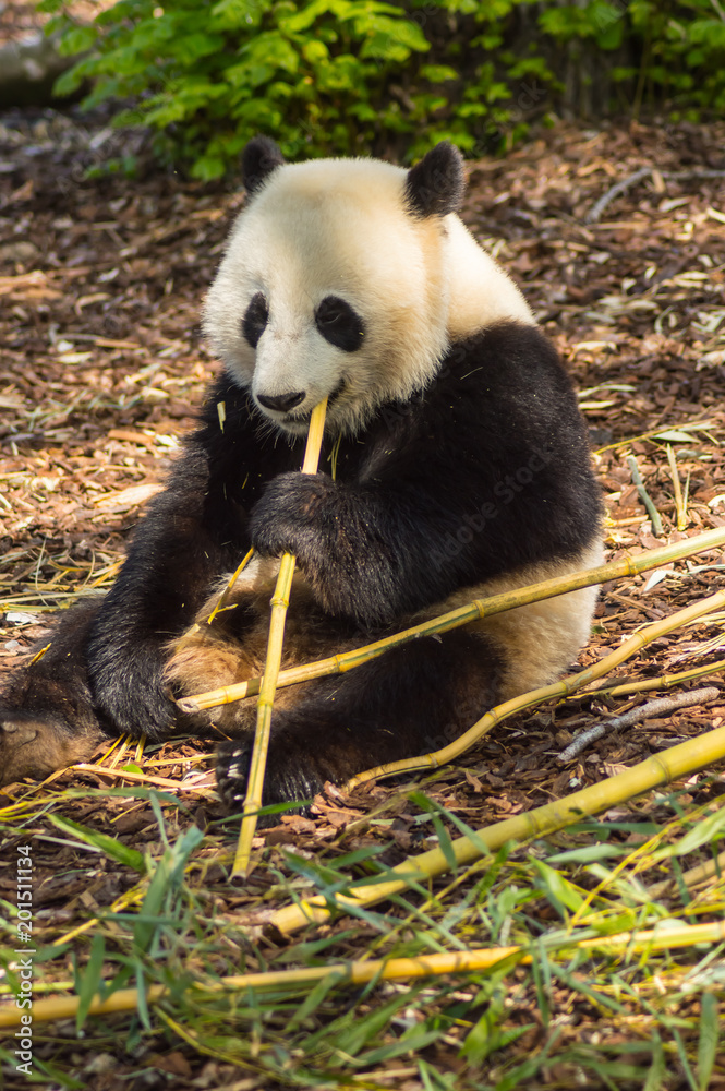 Giant panda sitting on the meadow busy eating bamboo chunks in a wildlife park Giant panda sitting on the meadow busy eating bamboo chunks in a wildlife park