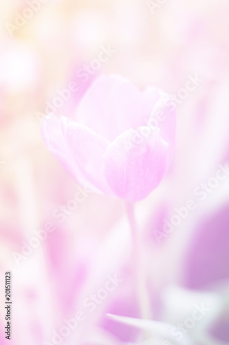 Fototapeta Naklejka Na Ścianę i Meble -  Beautiful abstract sweet color of floral with pink flower buds,  pastel color style for background.