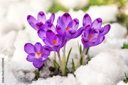 the first crocuses from the snow © Volodymyr Shevchuk