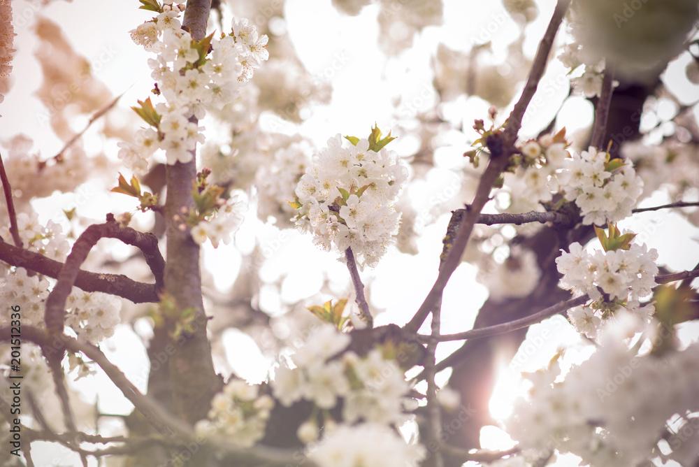 Fototapeta premium Kirschblüten