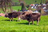 Cow on a summer pasture. cows in a field
