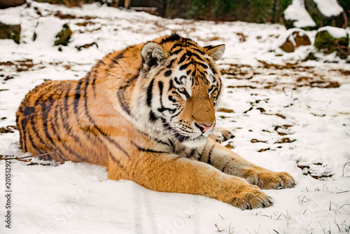 Portrait of the Tiger in winter