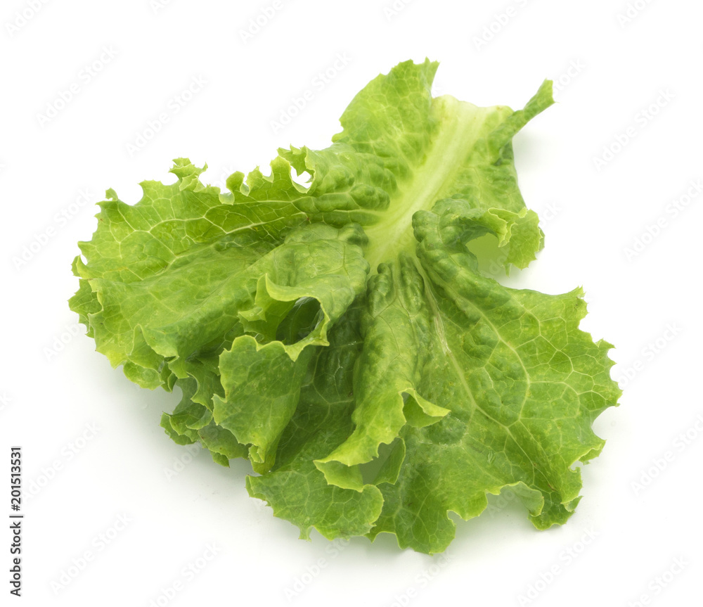 Freash green lettuce leaves isolated, close up on white background, salad vegetable for healthy