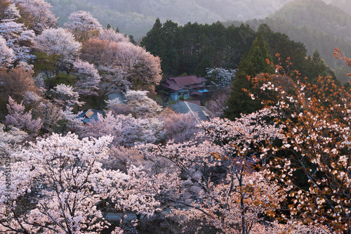 Yoshino mountain full cherry tree blossom photo