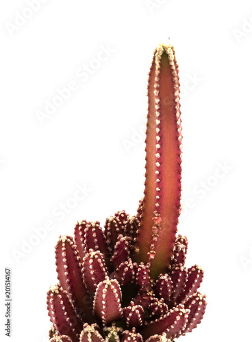 cereus tetragonus cactus isolated on white background, green color. photo