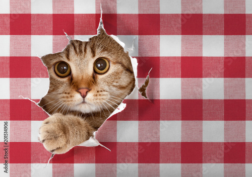 British cat looking through...