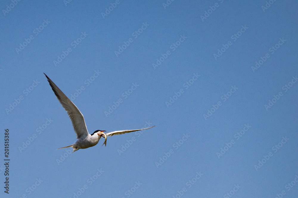 Fototapeta premium Common Tern seabird in flight with fish in beak