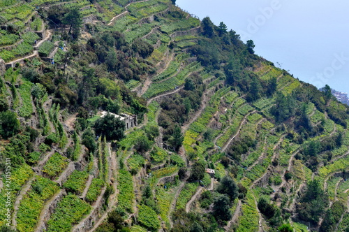 Vineyards of Cinque Terre, Italy
