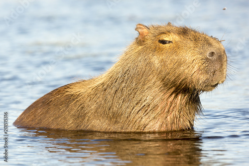 Capybara (Hydrochaeris hydrochaeris) photo